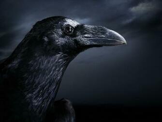Wallpaper HD Desktop Online Bird