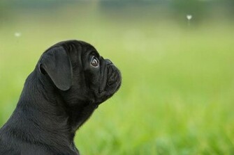 Go Back Gallery For Black Pug Wallpaper