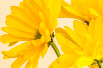 Sunflower Aesthetic Wallpaper