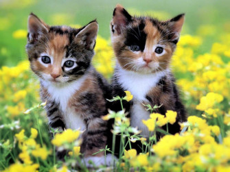Cute Kittens Wallpaper