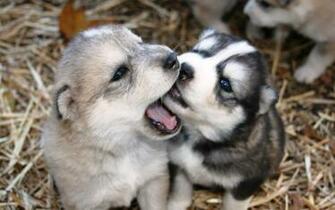 By Clifford Category Dogs Resolution S