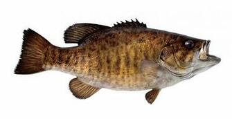 Smallmouth Bass Wallpaper Bas