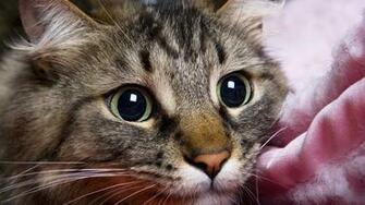 Sleepy Cat Widescreen Wallpaper