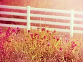 Country Summer By Morna