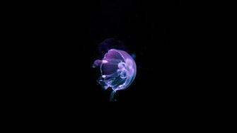 Jellyfish Wallpaper HD