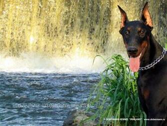 Doberman Wallpaper