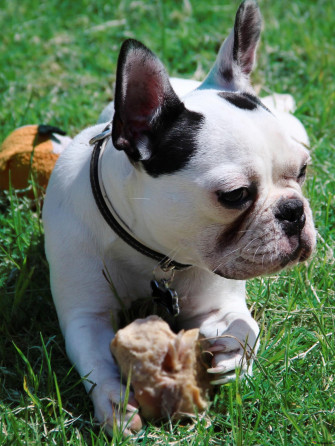 French Bulldog 4k Wallpaper