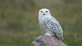 Screensavers Windows Snowy Owl Owls