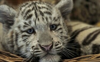 White Tiger Cub Wallpaper