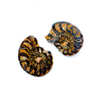 Ammonites Set Wallpaper