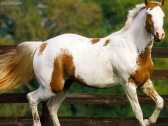 Quarter Horse Wallpaper