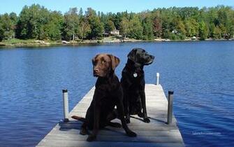 Labrador Center Retriever Desktop And Background Image