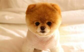 Cute Dog Boo Animal Photography Wallpaper