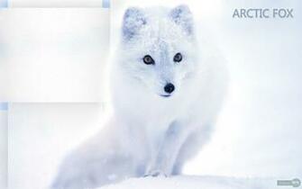 Fox Wallpaper Animal Spot