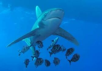 Wallpaper Desktop Shark Tom Weilenmann Picture Jpg