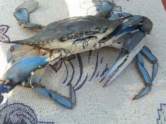 Blue Crab Wallpaper Picswallpaper