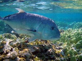 Best Great Trevally Wallpaper Image