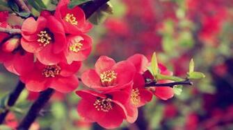 Flower Walpaper HD Wallpaper