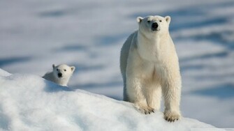 Polar Bear And Baby Wallpaper