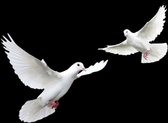 Pigeon Png Transparent Image