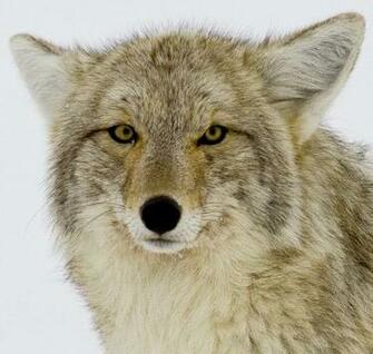 Coyote Wallpaper