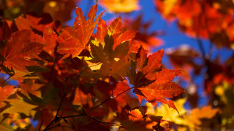 HD Fall Wallpaper Make Your Screen Shine Brighter