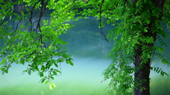 Tree Leaves Summer HD Nature 4k Wallpaper Image Photos And Picture