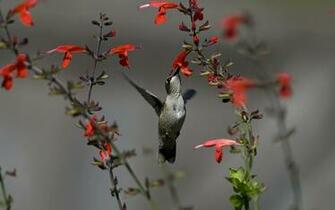 Hummingbird Computer Wallpaper Desktop Background Id