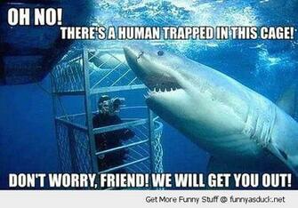 Funny Great White Shark Pictures Misunderstood