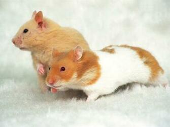 Hamster Wallpaper Fun Animals Wiki Videos Pictures