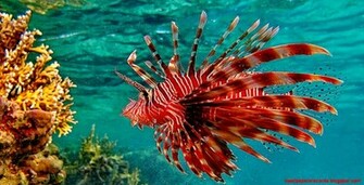 Lionfish Wallpaper HD