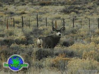 Wallpaper For Monster Mule Deer