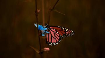 Wallpaper 4k Butterfly Macro