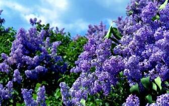 Lilac Flowers In The Spring Amp Nature Background Wallpaper
