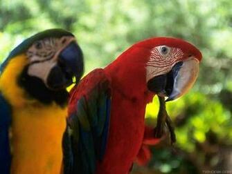 Animal Parrot Cute Wallpaper For Desktop HD