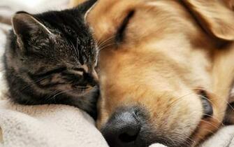 Similar Cute Cat And Dog Wallpaper Dowload Christmas Pictures