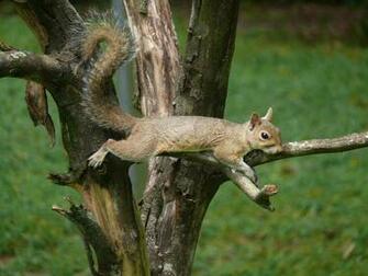 Squirrel Computer Wallpaper Desktop Background Id