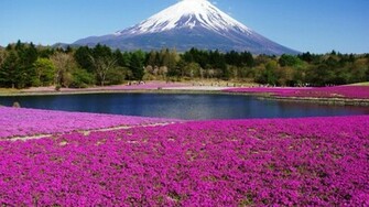 Mount Fuji Spring Wallpaper Travel HD
