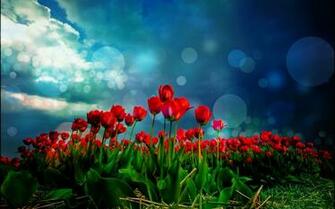 Red Tulips HD Wallpaper