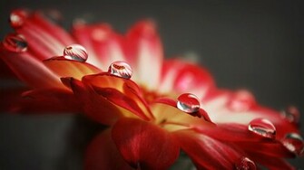 Macro Drops Wallpaper HD
