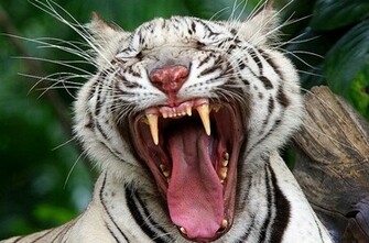 White Siberian Tiger I Like To Waste My Time