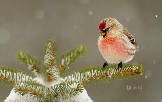 Common Redpoll Carduelis Flammea In Great Sudbury Ontario Canada