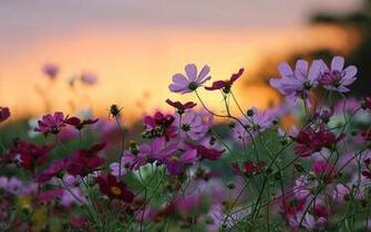 Pink Cosmos Wallpaper