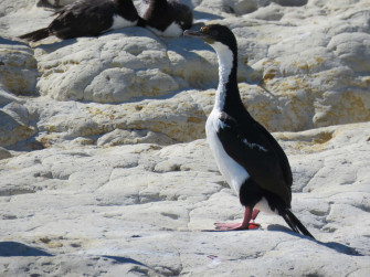 Imperial Shag On Rocky Shore Wallpaper