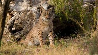 Bobcat Computer Wallpaper Desktop Background Id
