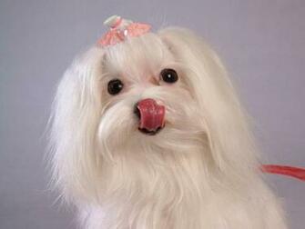 Maltese Dogs Wallpaper
