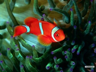 Red Fish Wallpaper Photo Desktop