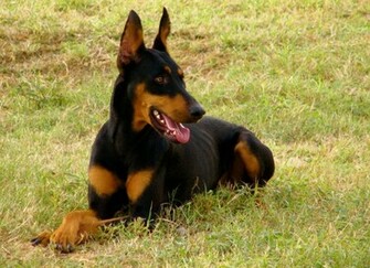 Doberman Pinscher Animals Photos