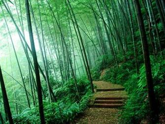 Wallpaper Bamboo Forest