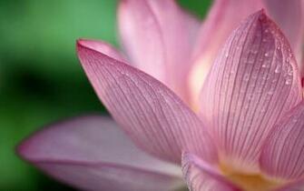 Lotus Flowers Wallpaper HD Topwallpaper